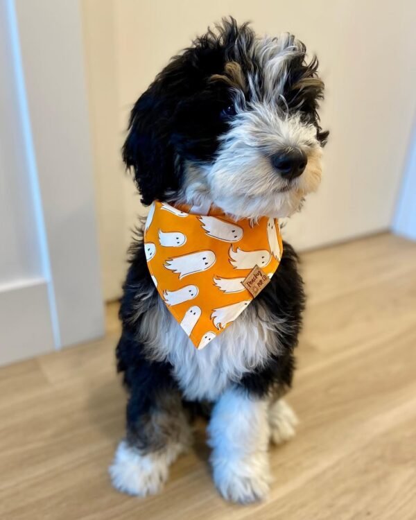 Standard Bernedoodle Puppies for Sale Near Me