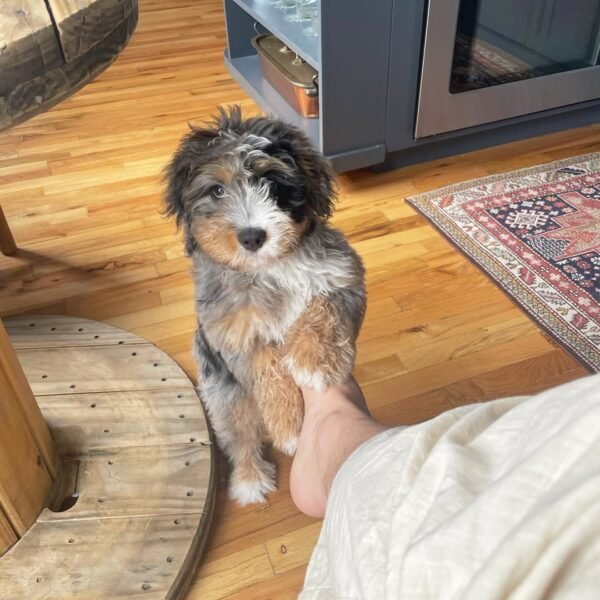 Blue Merle Bernedoodle Puppies for Sale Near Me