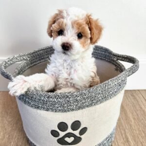 Standard Cavapoo Puppies for Sale Near Me