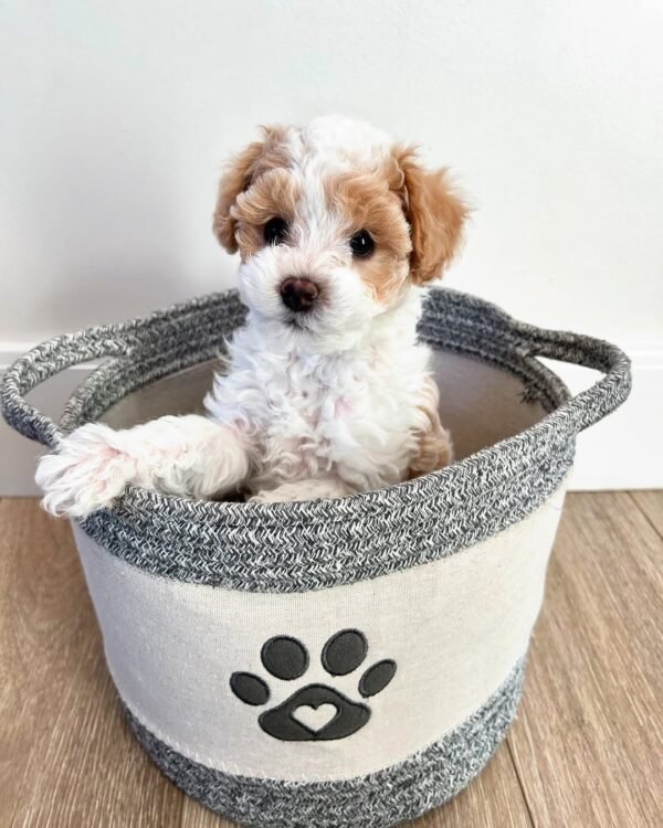 Standard Cavapoo Puppies for Sale Near Me