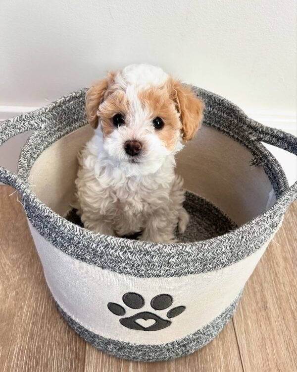 Standard Cavapoo Puppies for Sale Near Me