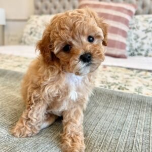 Miniature Cavapoo Puppies for Sale