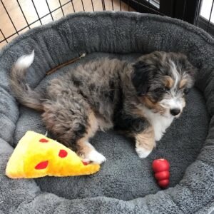 F2 Bernedoodle Puppies for Sale Near Me