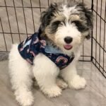 Brown Bernedoodle Puppies for Sale Near Me