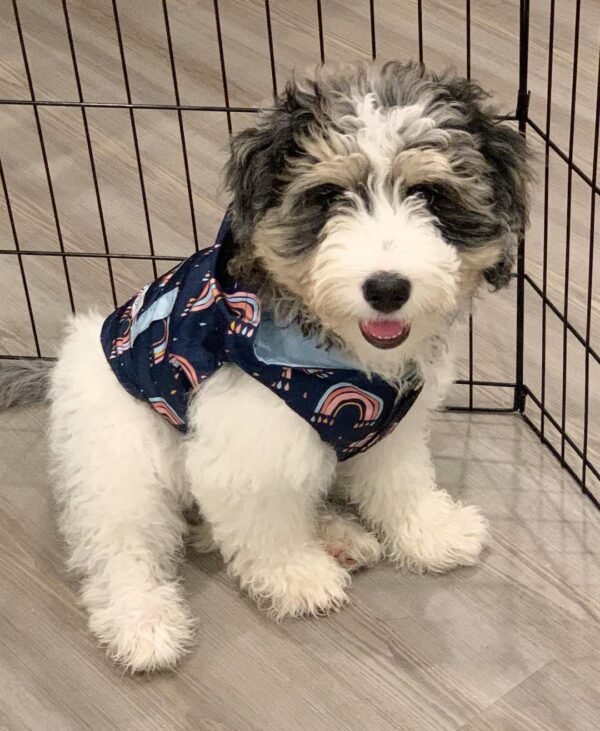 Brown Bernedoodle Puppies for Sale Near Me