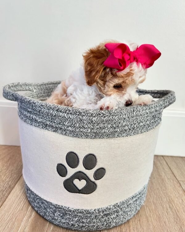 Miniature Cavapoo Puppies for Sale Near Me