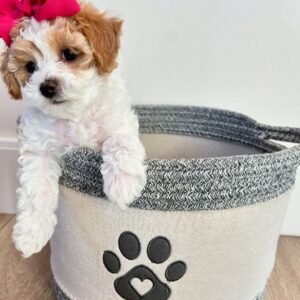 Miniature Cavapoo Puppies for Sale Near Me