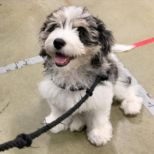 Brown Bernedoodle Puppies for Sale Near Me