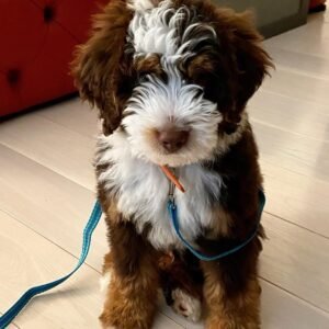 Medium Bernedoodle Puppies for Sale