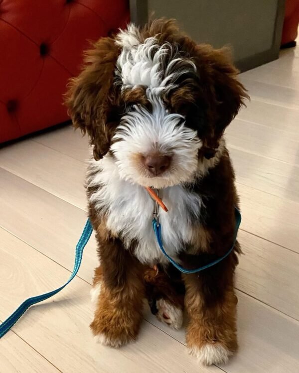 Medium Bernedoodle Puppies for Sale