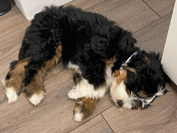 F1 Bernedoodle Puppies for Sale Near Me