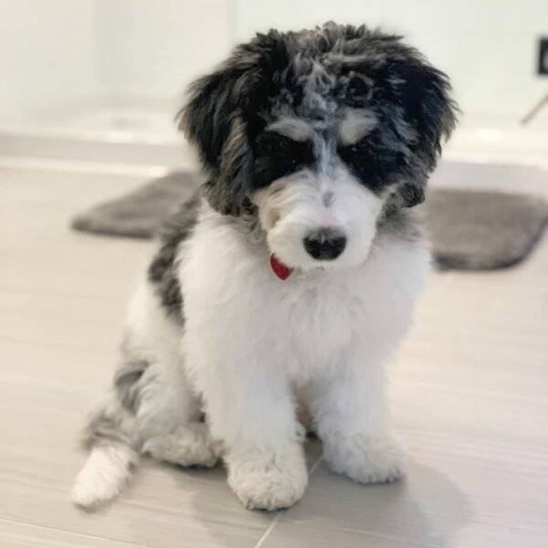 Brown Bernedoodle Puppies for Sale Near Me