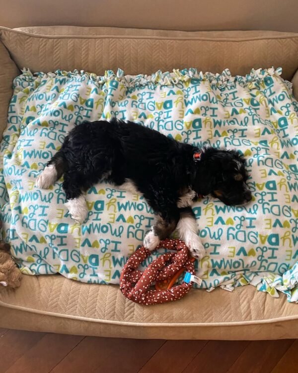 Black Bernedoodle Puppies for Sale Near Me