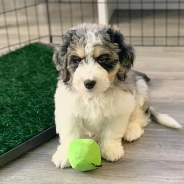 Brown Bernedoodle Puppies for Sale Near Me