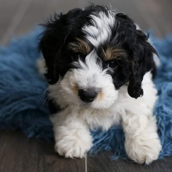 F1B Bernedoodle Puppies for Sale Near Me