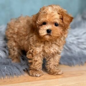 Cheap Maltipoo Puppies for Sale