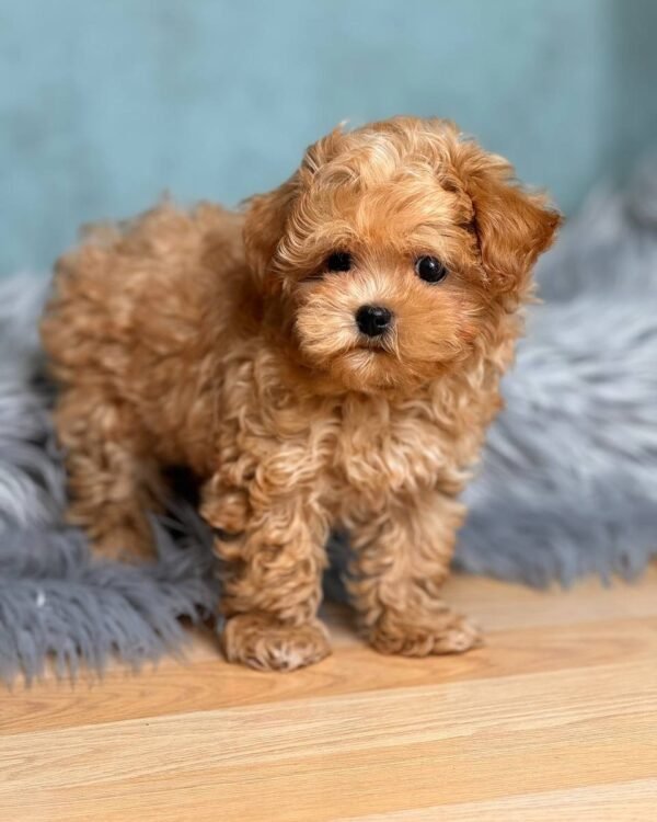 Cheap Maltipoo Puppies for Sale