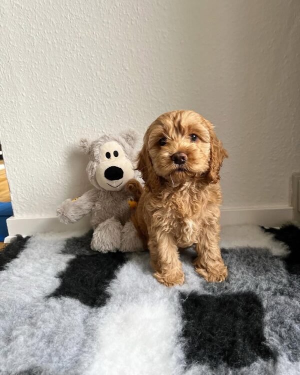 Miniature Cockapoo Puppies for Adoption