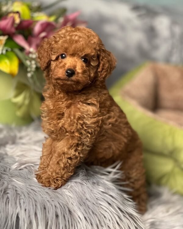 Teacup Maltipoo Puppies for Sale