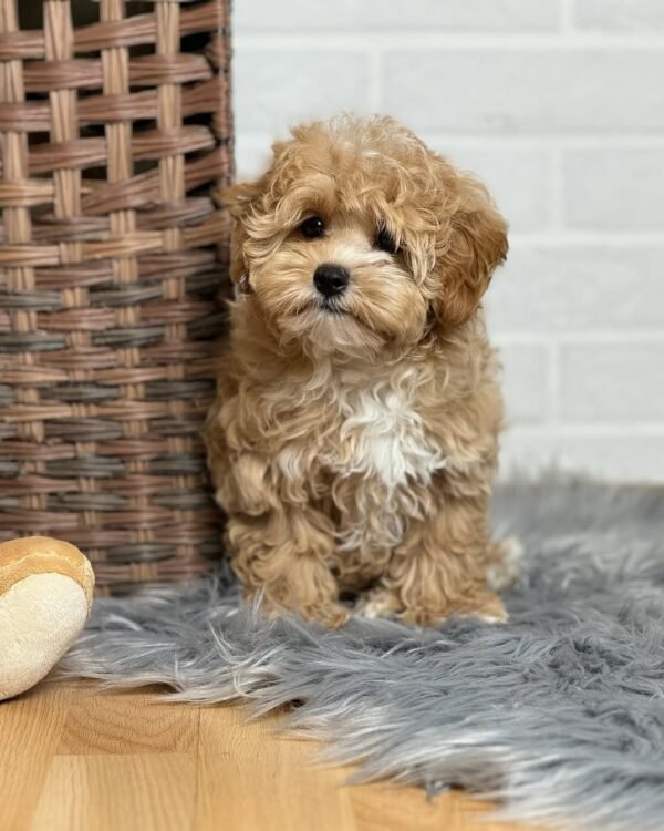 Teacup Maltipoo Puppies for Sale Near Me