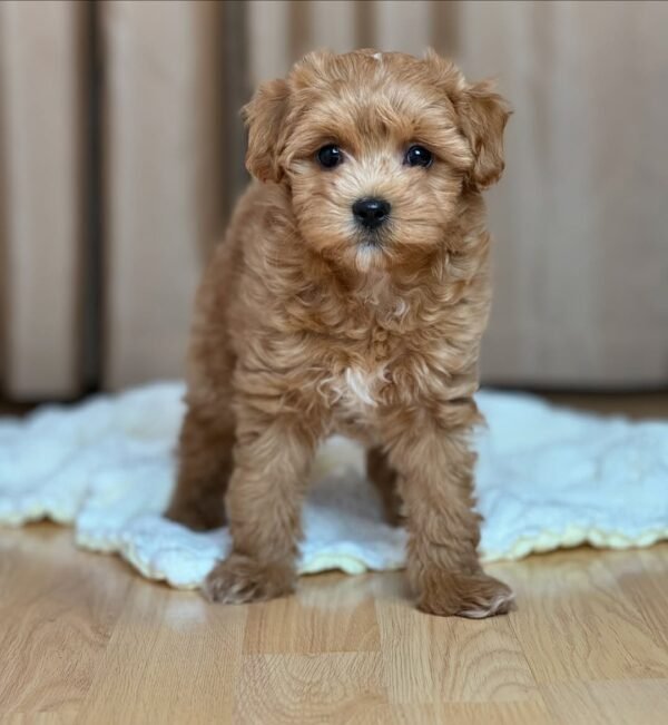 Miniature Maltipoo Puppies for Sale