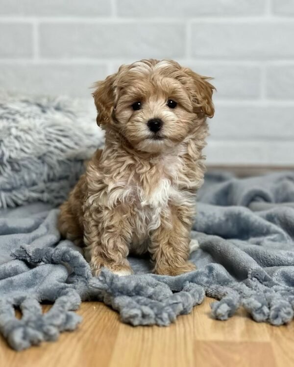 Miniature Maltipoo Puppies for Sale Near Me