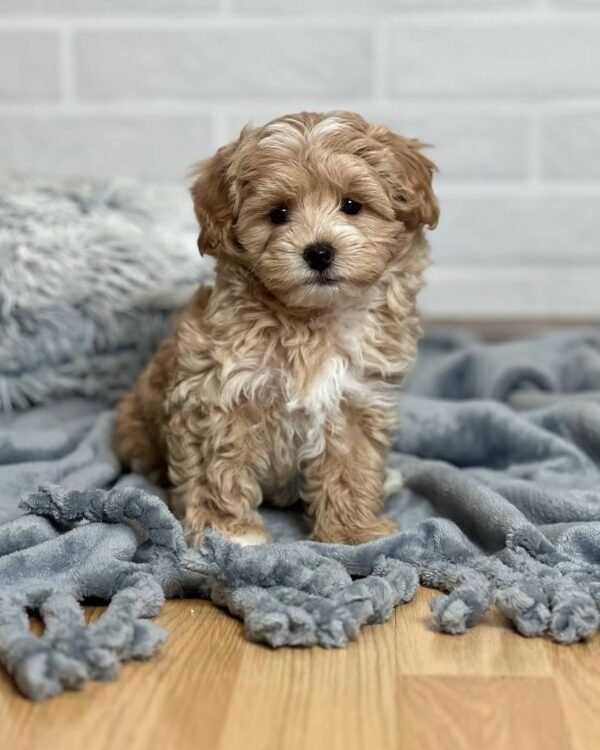 Miniature Maltipoo Puppies for Sale Near Me