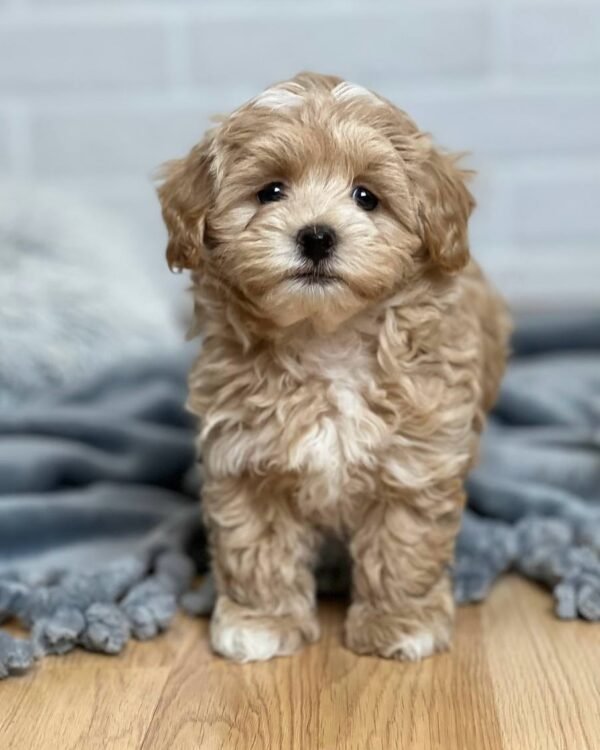 Miniature Maltipoo Puppies for Sale Near Me