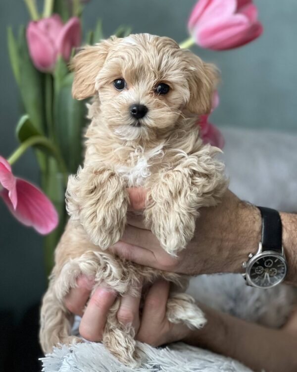 Toy Maltipoo Puppies for Sale Near Me