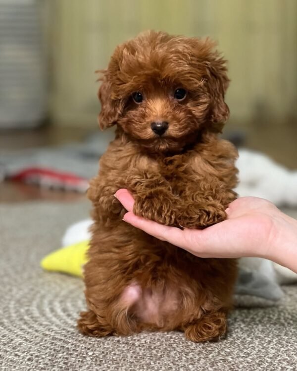 F1 Maltipoo Puppies for Sale