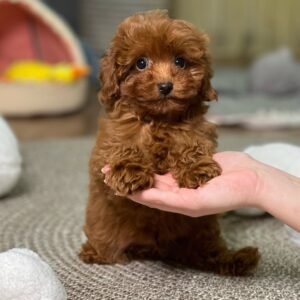 F1 Maltipoo Puppies for Sale