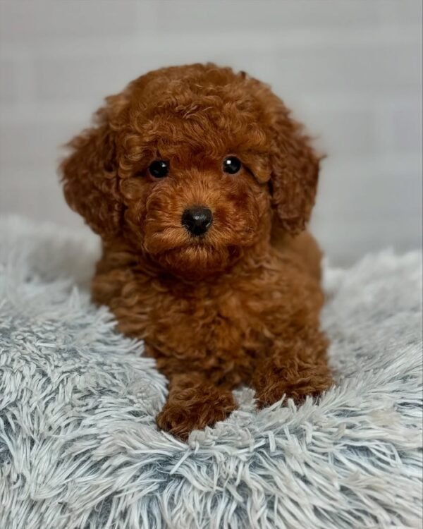 F1B Maltipoo Puppies for Sale