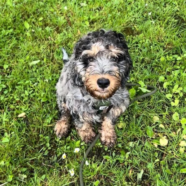 Toy Cockapoo Puppies for Adoption