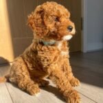 Standard Cockapoo Puppies for Sale