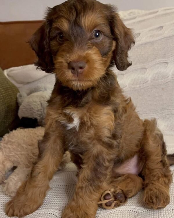 Miniature Cockapoo Puppies for Sale