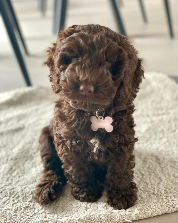 Toy Cockapoo Puppies for Sale