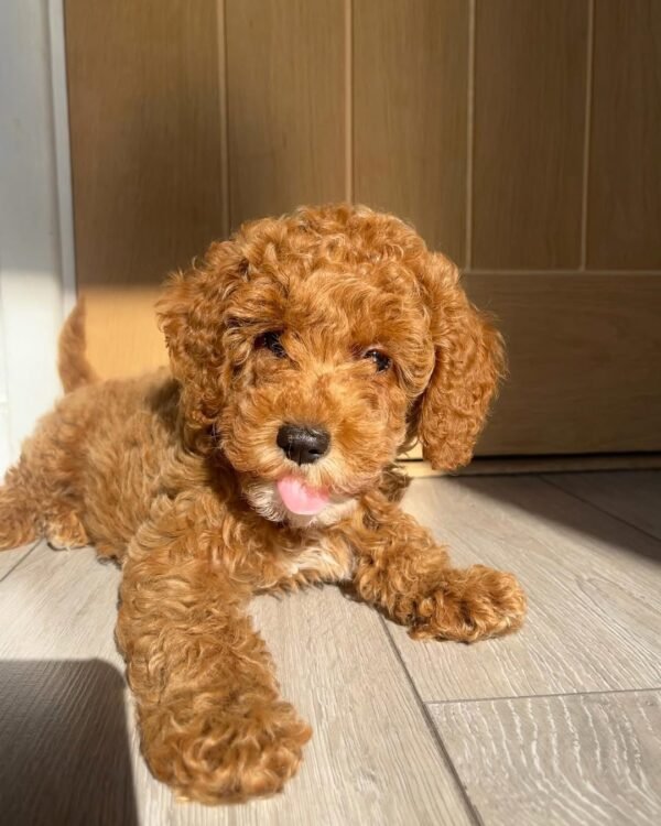 Standard Cockapoo Puppies for Sale