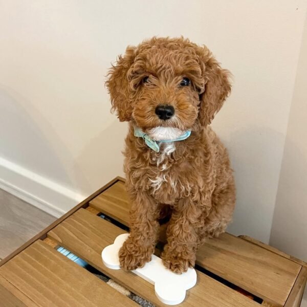 Standard Cockapoo Puppies for Sale