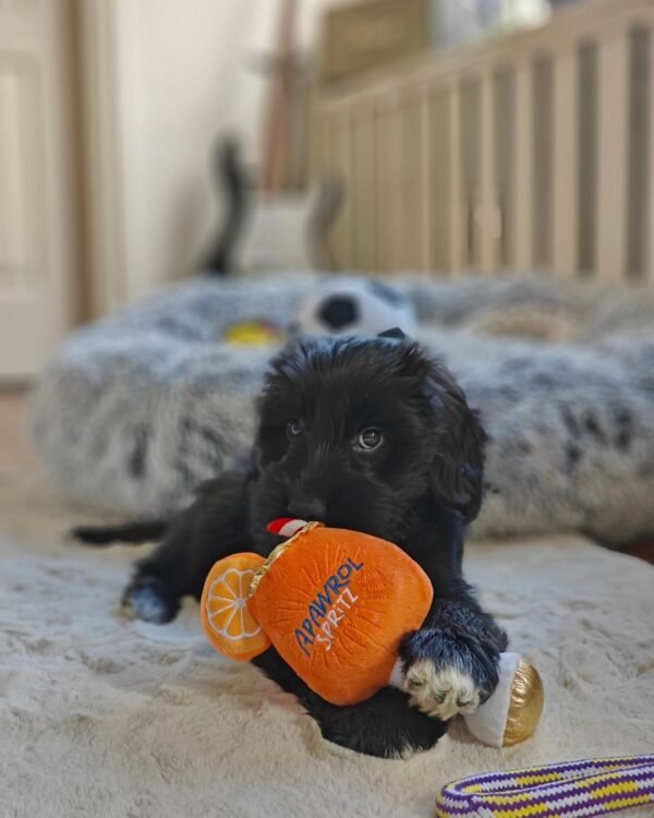 Cockapoo Puppies for Sale Near Me